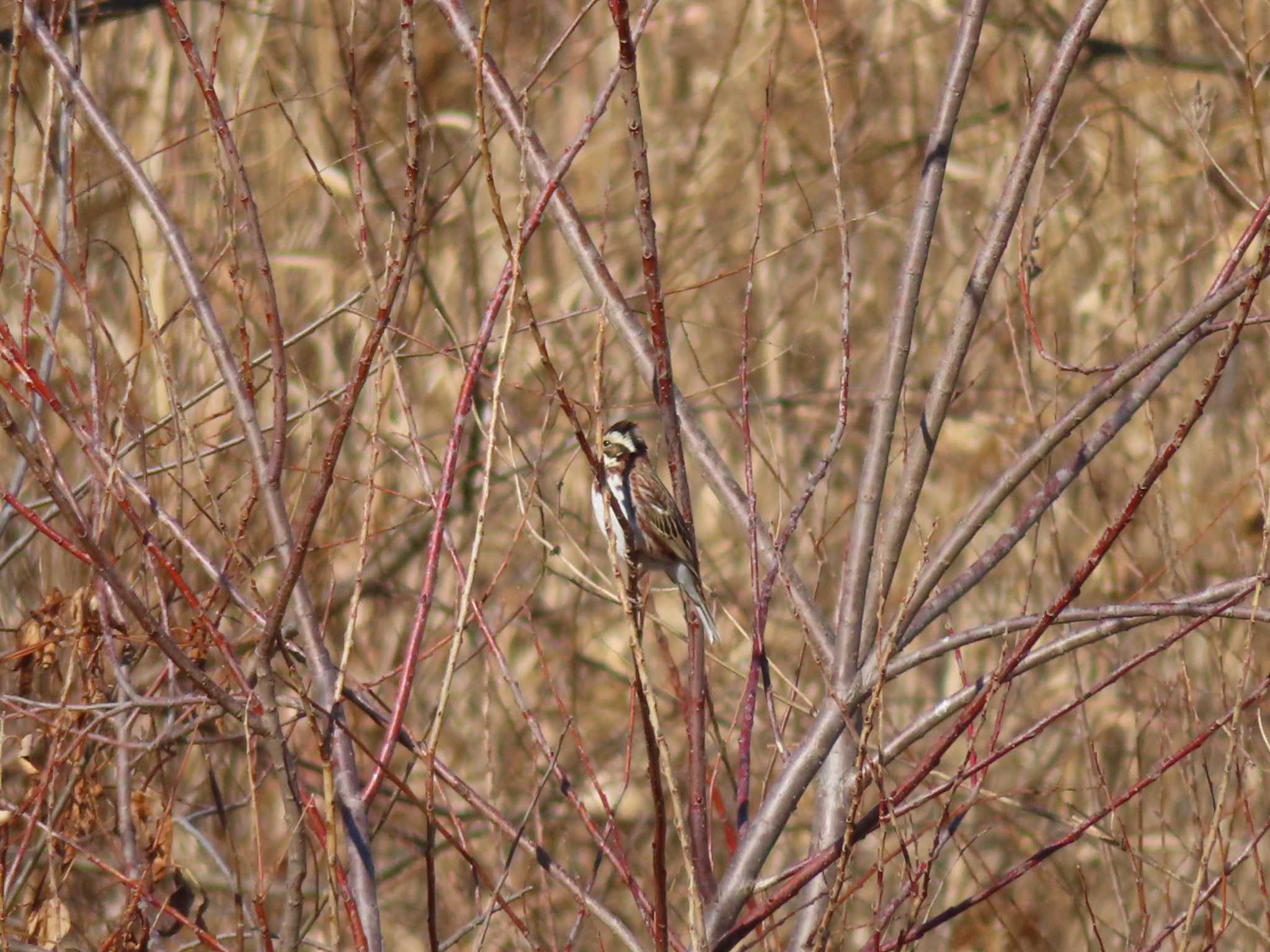 Rustic Bunting