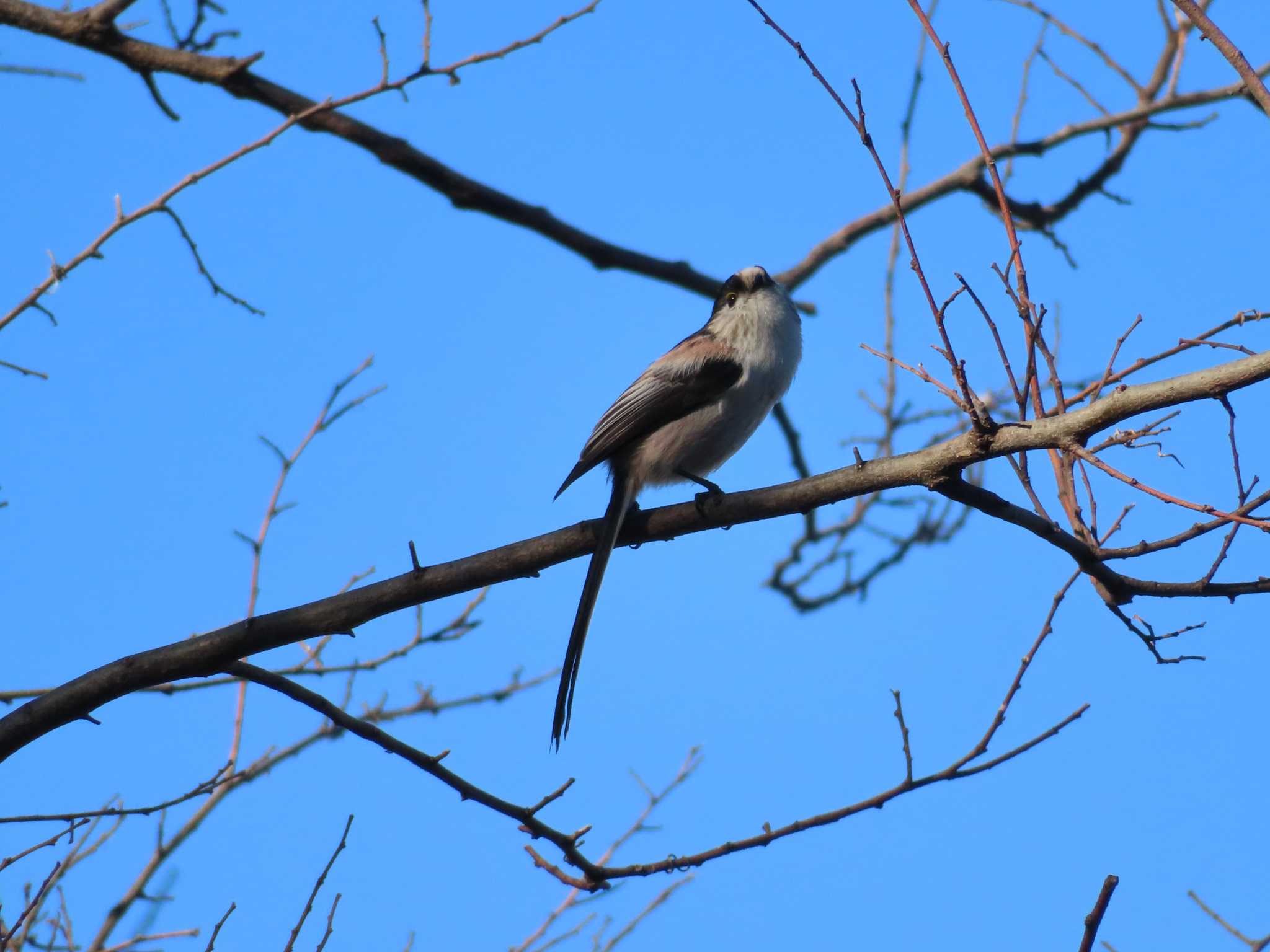 Long-tailed Tit