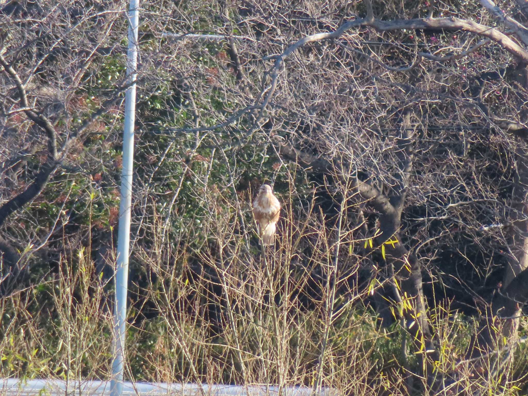 Eastern Buzzard