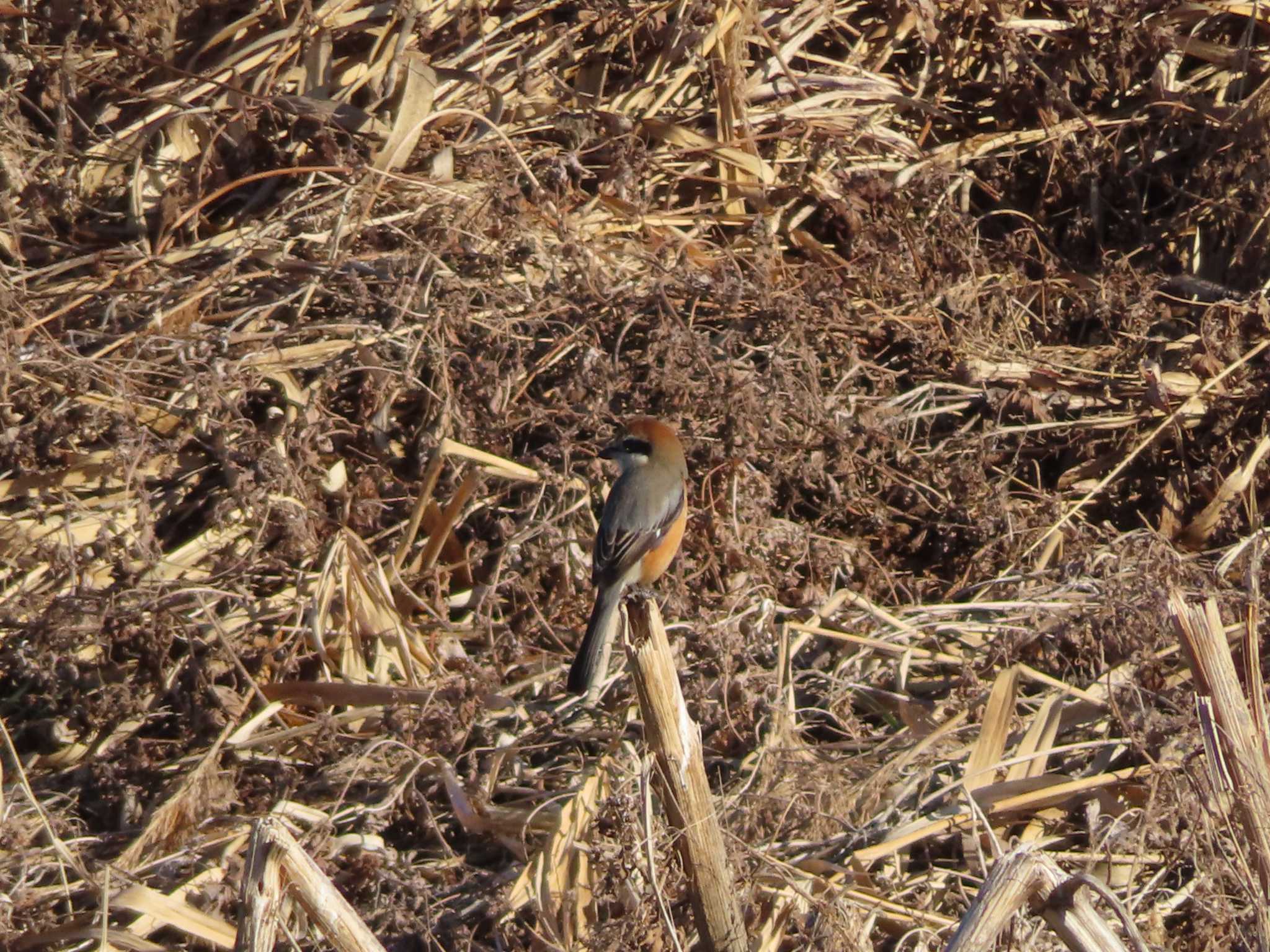 Bull-headed Shrike