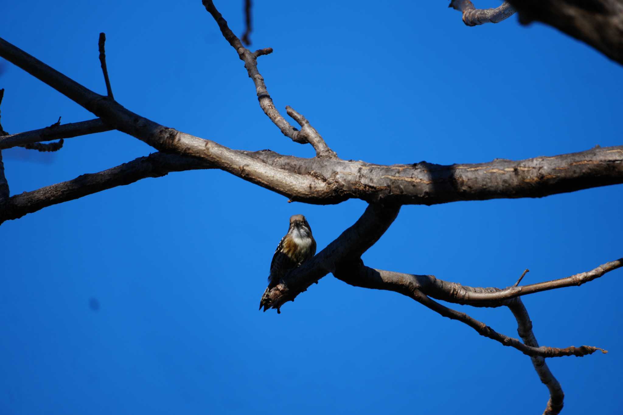 Japanese Pygmy Woodpecker