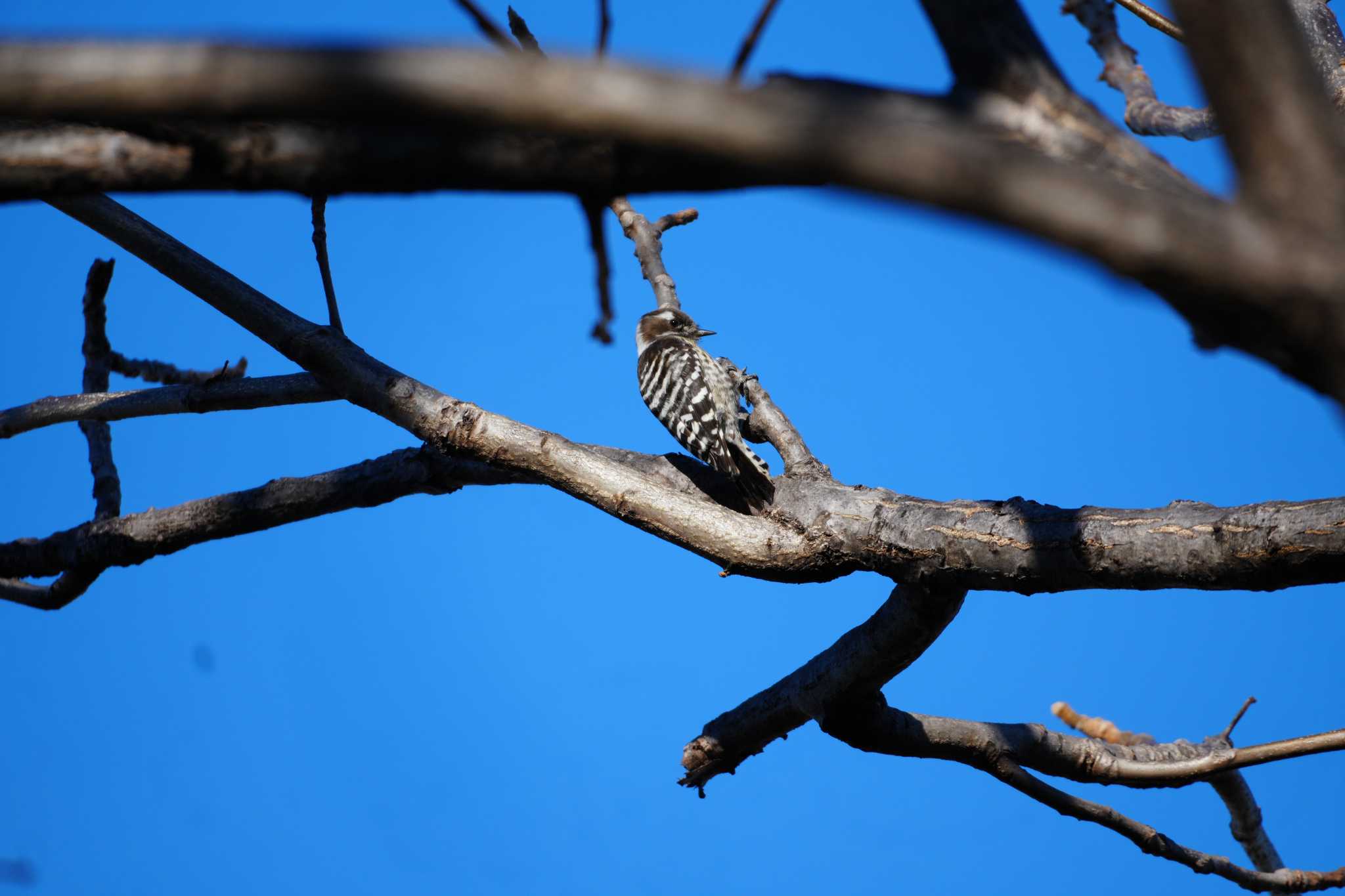 Japanese Pygmy Woodpecker