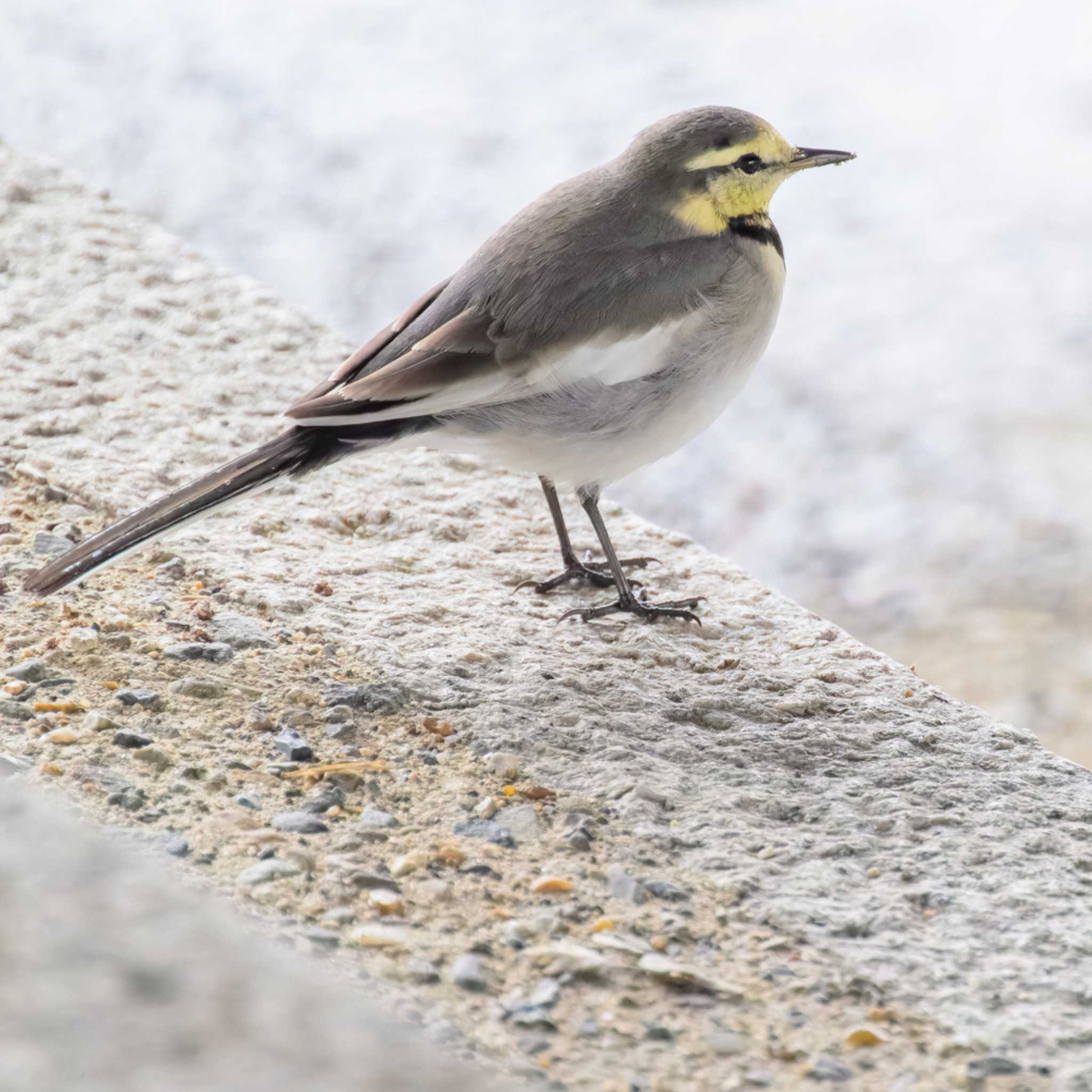 Photo of Grey Wagtail at 鴨川 by K.AKIYAMA