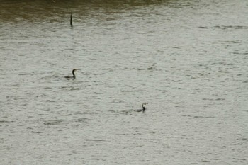 Great Cormorant Yatsu-higata Wed, 11/7/2018