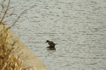 Eurasian Wigeon Yatsu-higata Wed, 11/7/2018