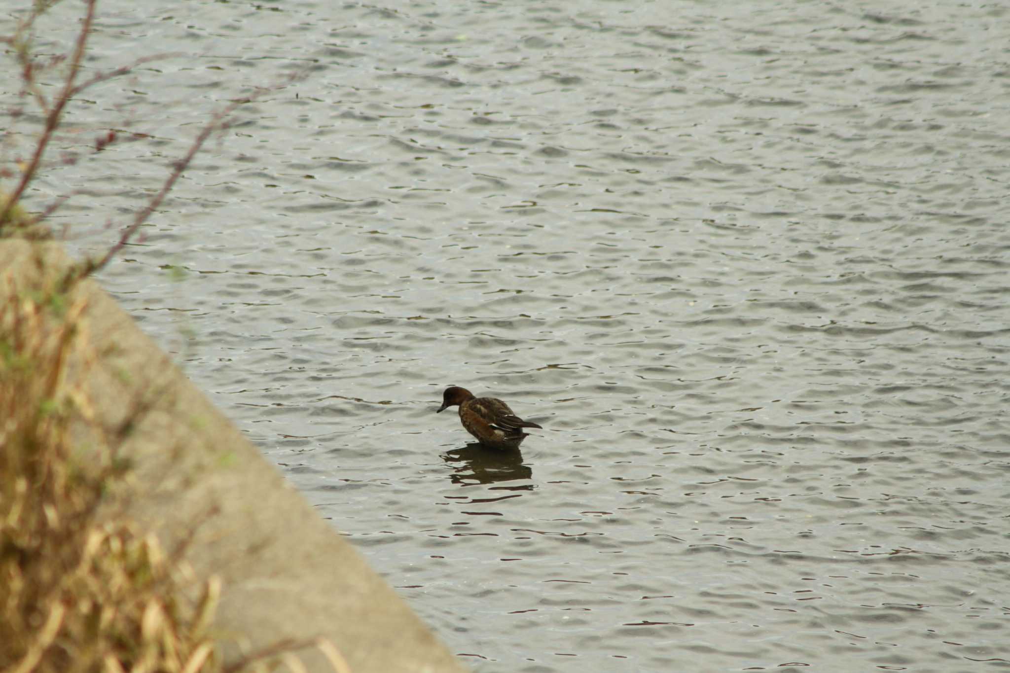 Photo of Eurasian Wigeon at Yatsu-higata by 烏山トリ太郎