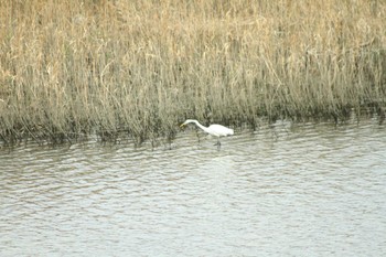 Great Egret(modesta)  Yatsu-higata Wed, 11/7/2018