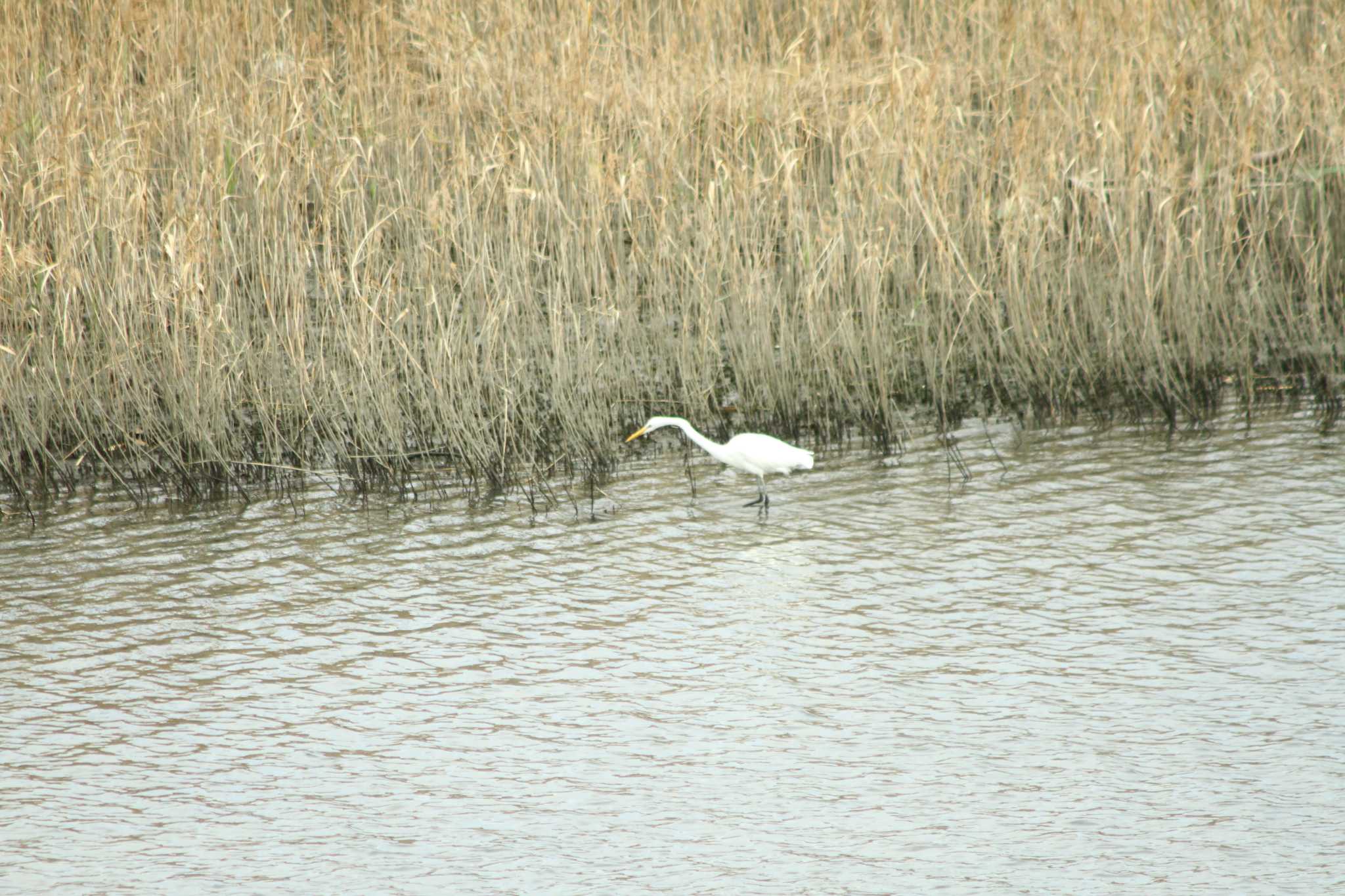 Photo of Great Egret(modesta)  at Yatsu-higata by 烏山トリ太郎