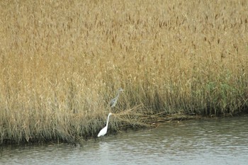 Grey Heron Yatsu-higata Wed, 11/7/2018