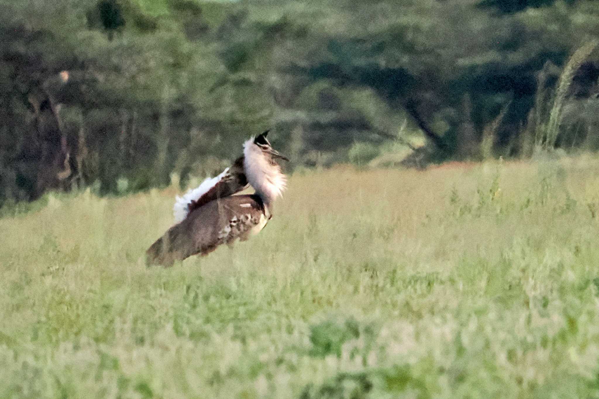 アンボセリ国立公園 アフリカオオノガンの写真 by 藤原奏冥