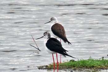 Black-winged Stilt Amboseli National Park Tue, 12/26/2023