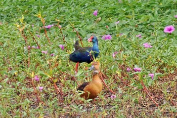 African Swamphen アンボセリ国立公園 2023年12月26日(火)