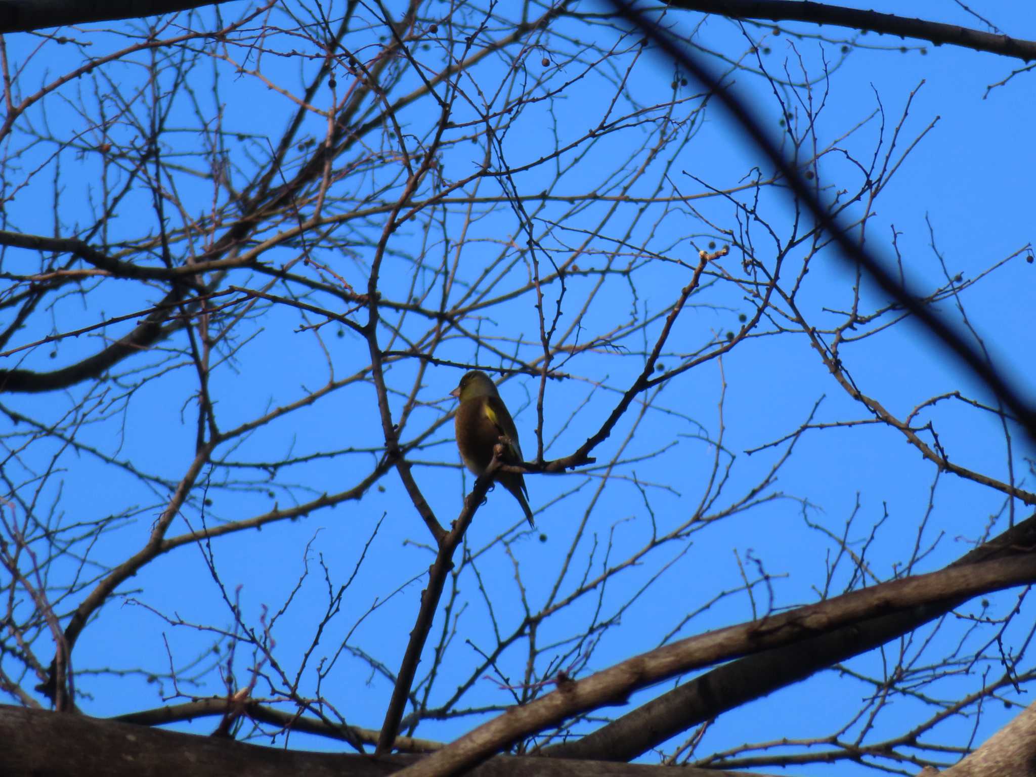 Grey-capped Greenfinch