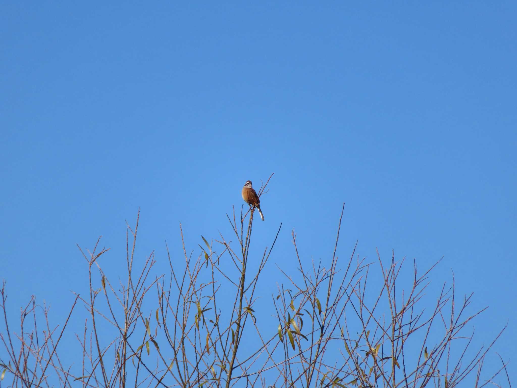 Meadow Bunting