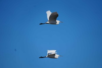 2024年1月14日(日) 多摩川の野鳥観察記録