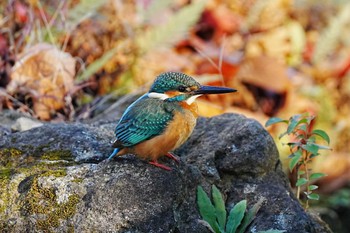 Common Kingfisher 江戸川河川敷 Unknown Date