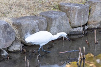 コサギ 千葉公園 2024年1月14日(日)