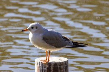 ユリカモメ 千葉公園 2024年1月14日(日)