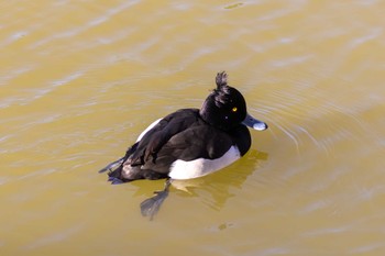 キンクロハジロ 千葉公園 2024年1月14日(日)