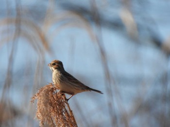 Common Reed Bunting 渡良瀬游水池 Sun, 1/14/2024