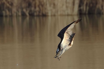 Osprey 愛知県 Sun, 1/7/2024