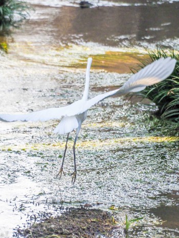 ダイサギ 泉の森公園 2023年2月17日(金)