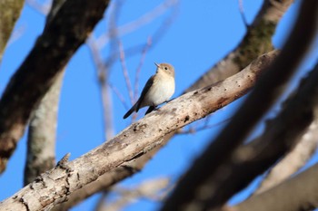 Red-breasted Flycatcher 祖父江ワイルドネイチャー緑地 Sun, 1/14/2024