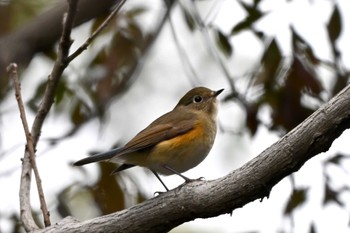 ルリビタキ 愛知県森林公園 2024年1月11日(木)