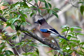 カケス 愛知県森林公園 2024年1月11日(木)