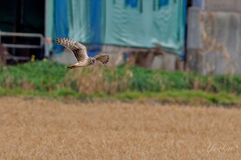 2024年1月13日(土) 稲敷市の野鳥観察記録