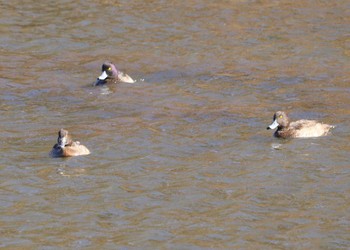 2024年1月9日(火) こども自然公園 (大池公園/横浜市)の野鳥観察記録