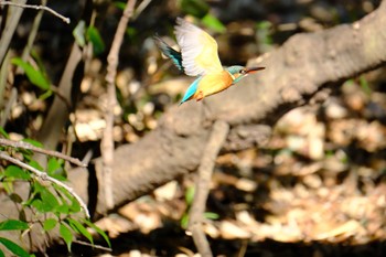 Common Kingfisher 源兵衛川 Sun, 1/14/2024