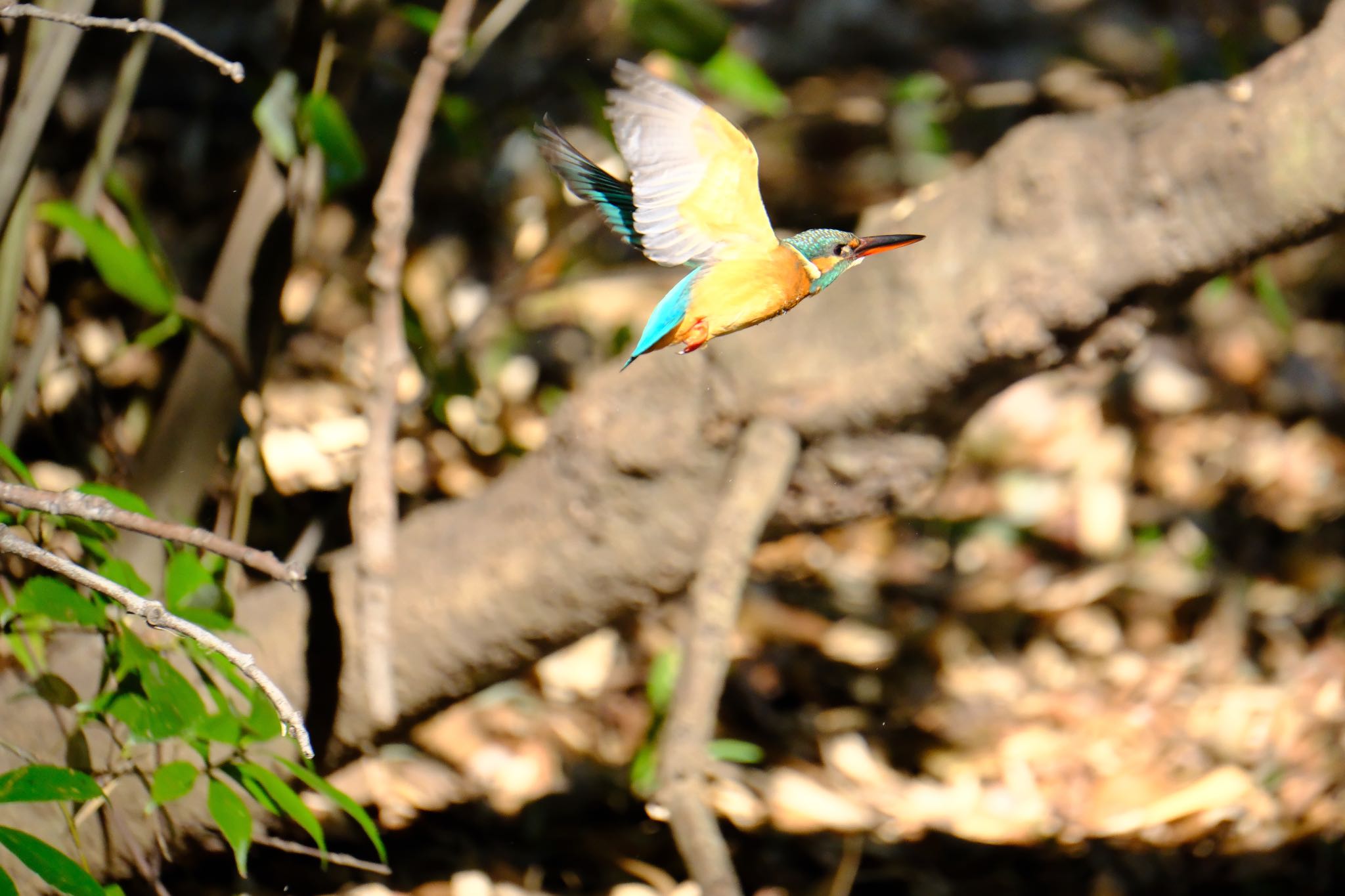 Common Kingfisher