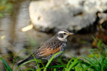 Dusky Thrush 源兵衛川 Sun, 1/14/2024