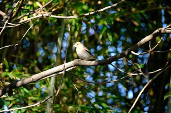 Hawfinch 源兵衛川 Sun, 1/14/2024