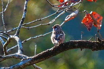 2024年1月14日(日) 木瀬ダム(愛知県 豊田市)の野鳥観察記録