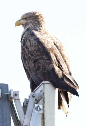 White-tailed Eagle 風連湖(走古丹) Fri, 12/29/2023