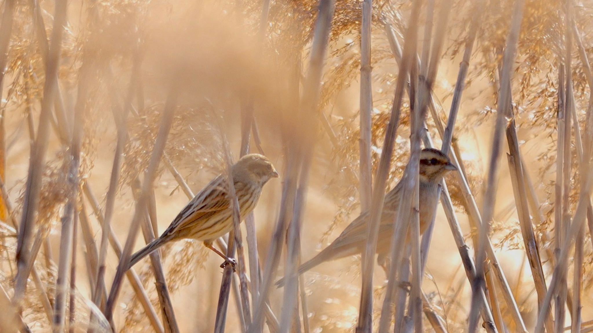 Photo of Common Reed Bunting at 淀川河川公園 by m_obe