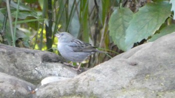 Grey Bunting 井の頭恩賜公園 Fri, 1/5/2024