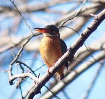 2024年1月14日(日) 石神井公園の野鳥観察記録