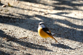 Daurian Redstart 源兵衛川 Sun, 1/14/2024