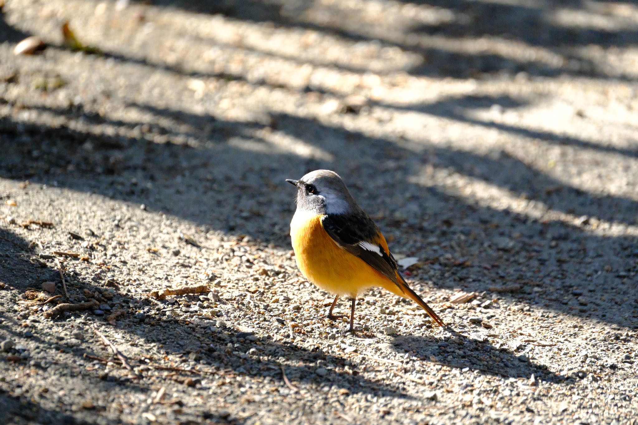 Daurian Redstart