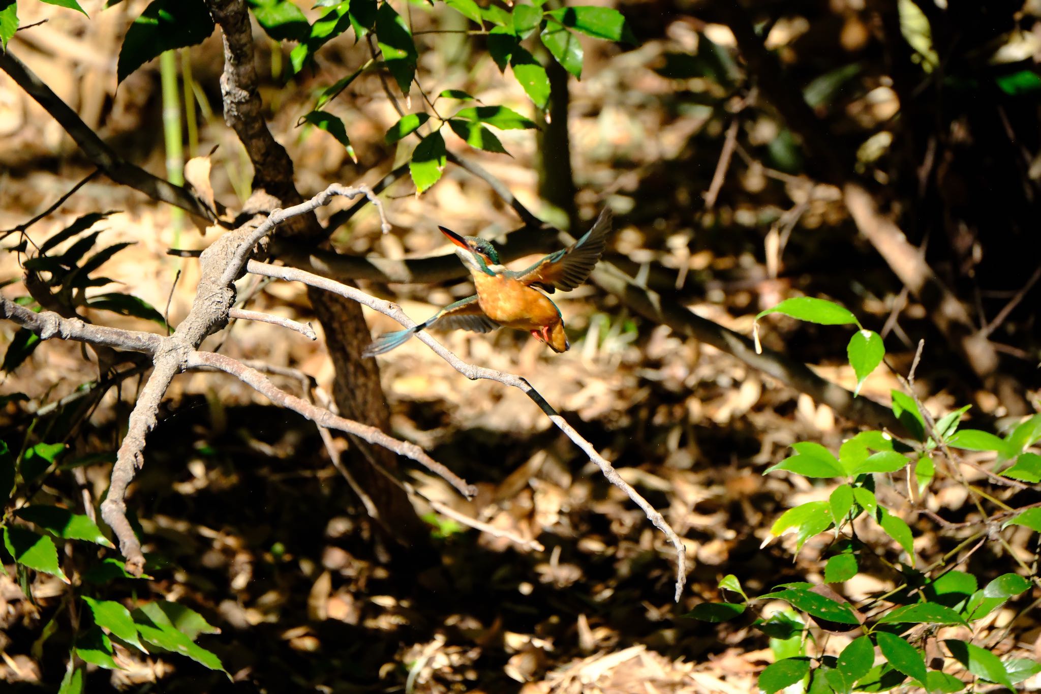 Photo of Common Kingfisher at 源兵衛川 by ポン介