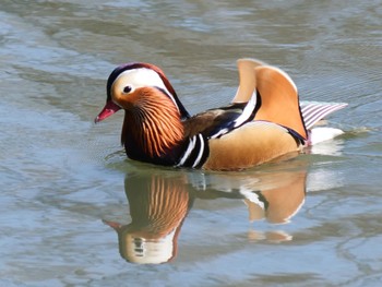 Mandarin Duck 千里中央公園(大阪府豊中市) Sun, 1/14/2024