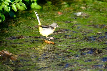 Grey Wagtail 源兵衛川 Sun, 1/14/2024