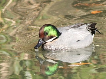 Falcated Duck 千里中央公園(大阪府豊中市) Sun, 1/14/2024