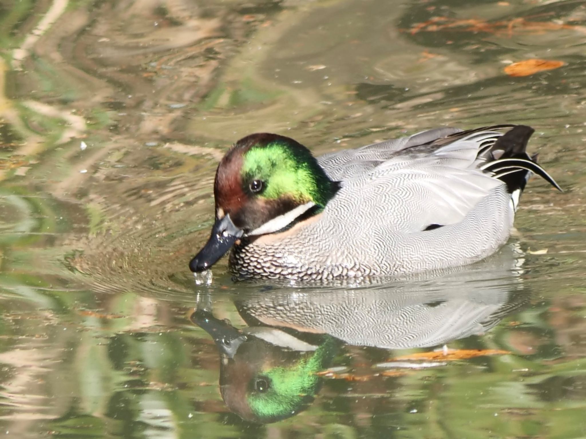 Photo of Falcated Duck at 千里中央公園(大阪府豊中市) by コゲラ