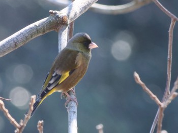 Grey-capped Greenfinch 千里中央公園(大阪府豊中市) Sun, 1/14/2024