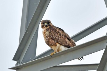 Eastern Buzzard 大沼(宮城県仙台市) Mon, 1/8/2024