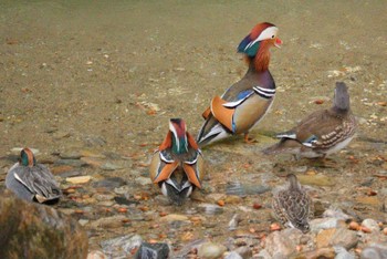 Mandarin Duck おしどりの里 Sat, 1/13/2024